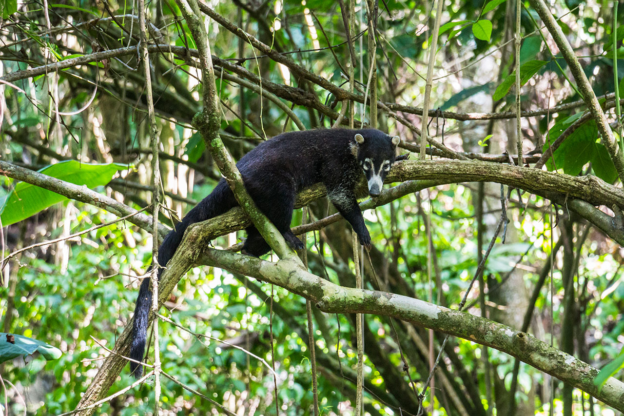 Coati in the jungle of Corcovado Parc, Costa Rica