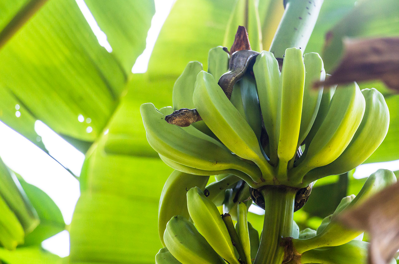 Boa constrictor in Banana Plant in Corcovado, Costa Rica