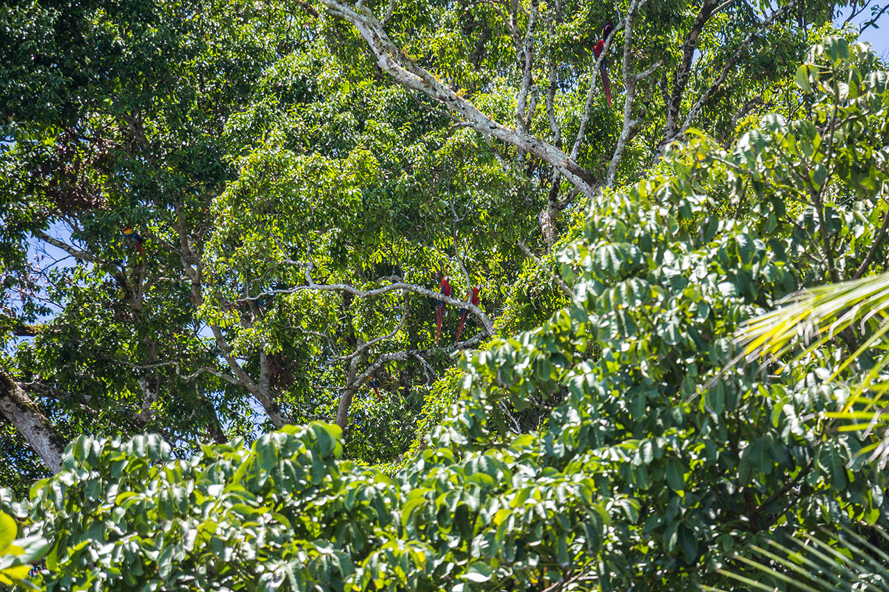 Ara birds sitting in a tree in Costa Rica