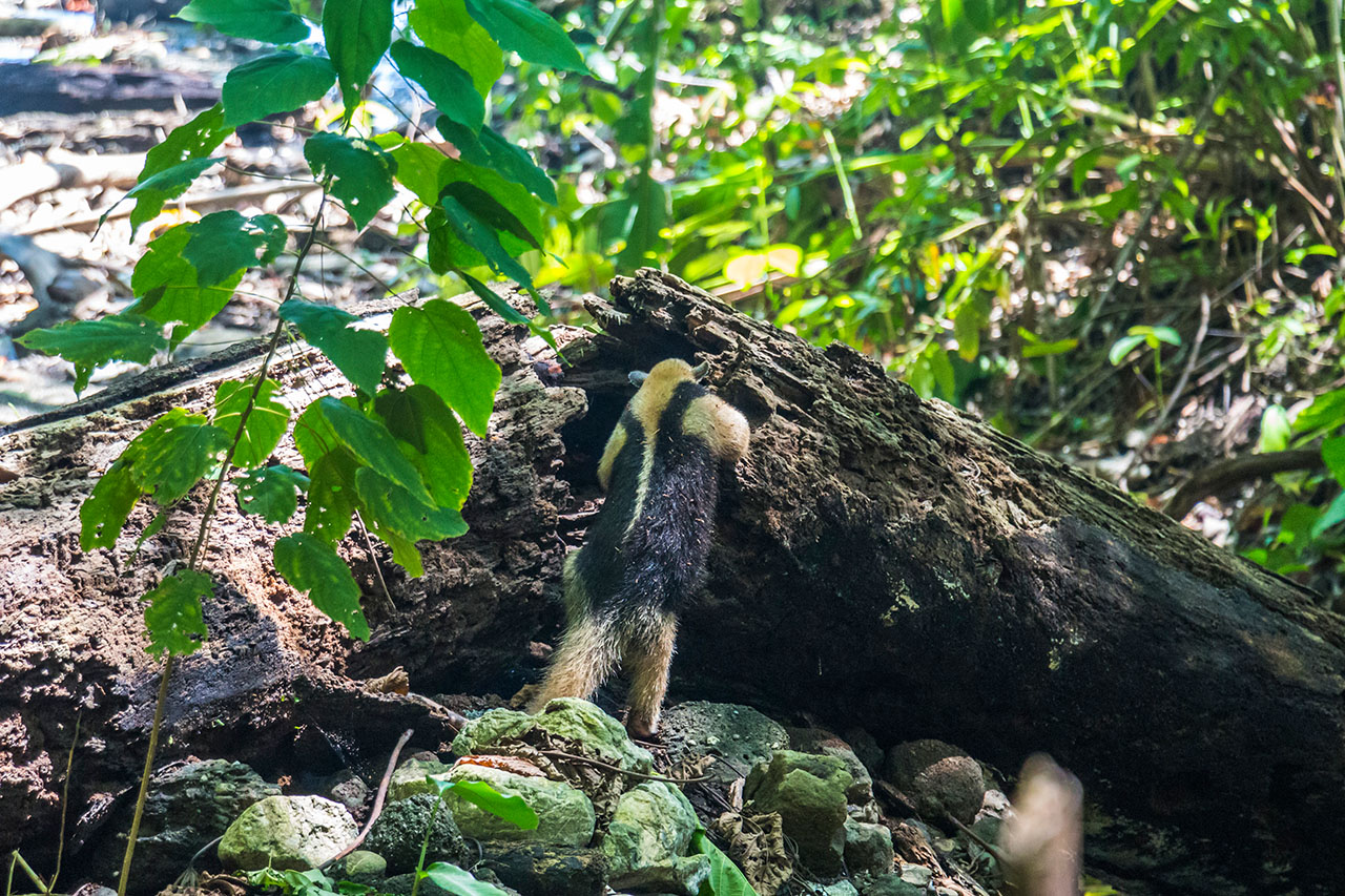 Ant-eater searching for food in Corcovado, Costa Rica