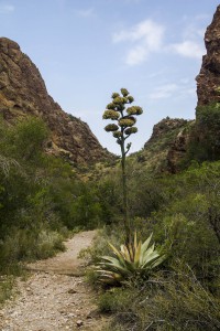 Big Bend National Park