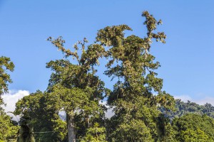 Boquete Quetzal Trail