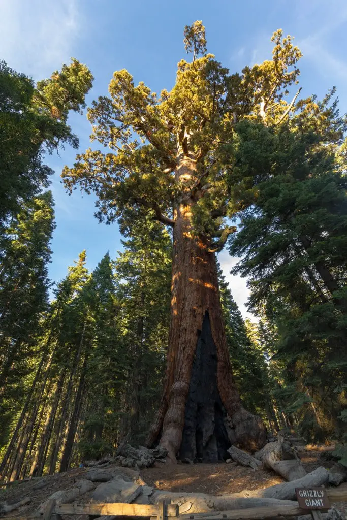 Grizzly Giant Mammutbaum Sequoia Park - Westküste USA Rundreise