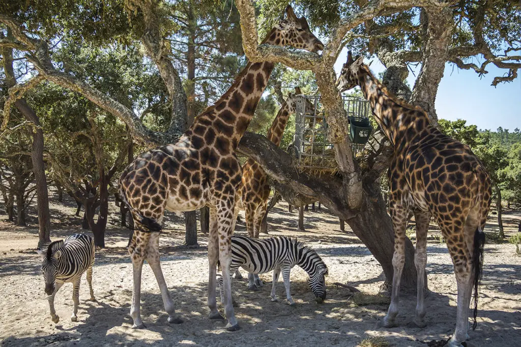 Giraffen im Safari Park Algarve - Portugal Reise Rundreise Route