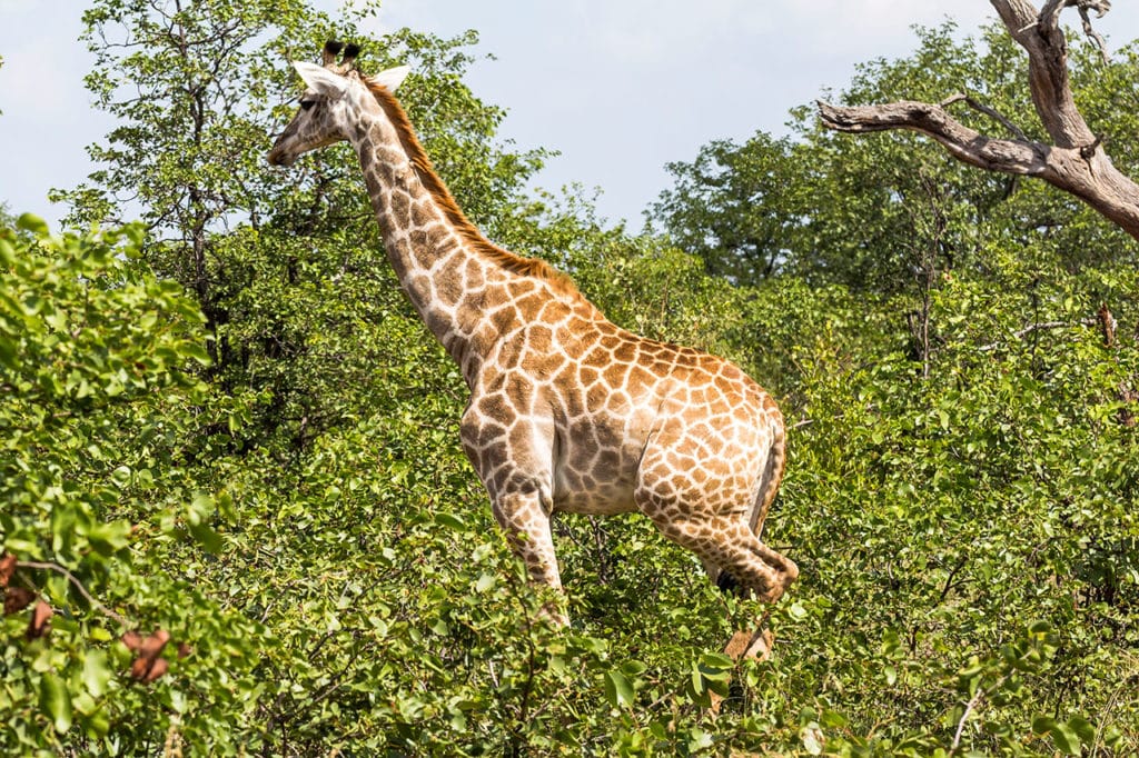 Krüger Nationalpark Safari