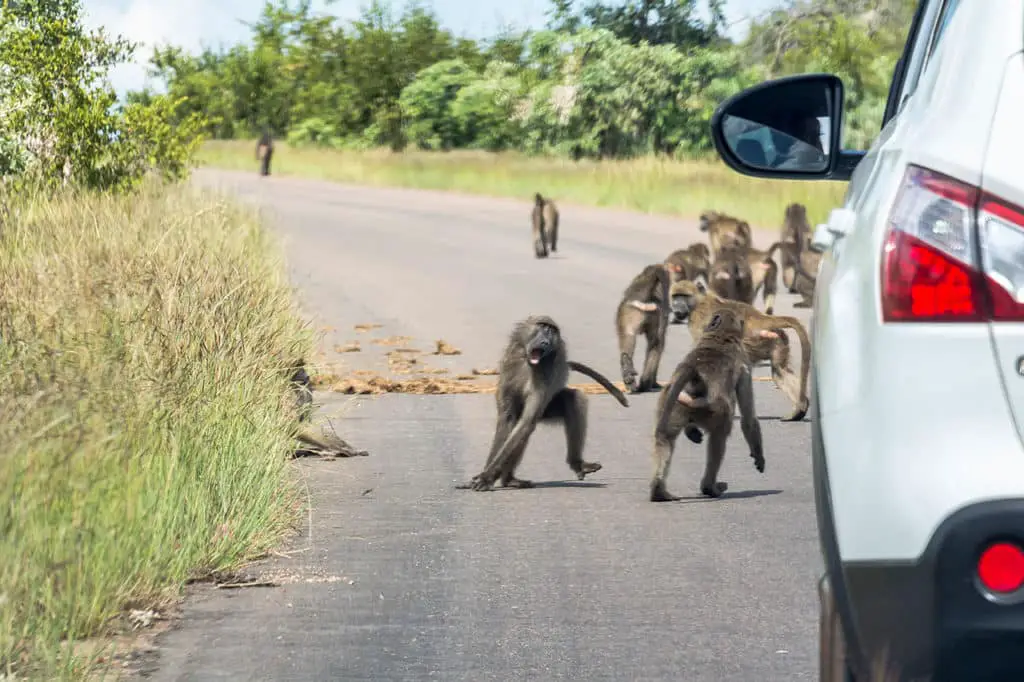 Affen auf Straße im Krüger Nationalpark - Safari