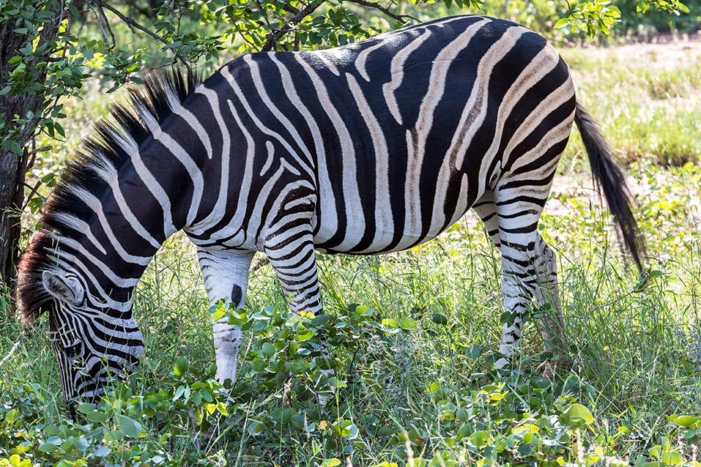 Krüger Nationalpark Safari