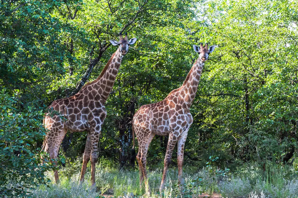 Giraffen im Krüger Nationalpark auf Safari
