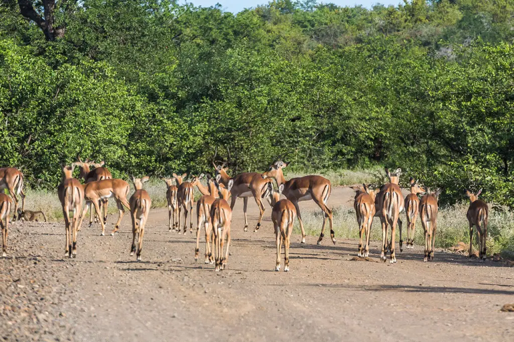 Antilopen Herde im Krüger Nationalpark auf Safari
