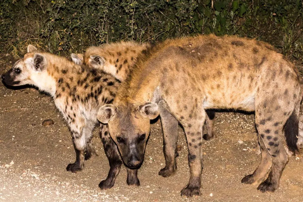 Hyänen im Krüger Nationalpark - Safari