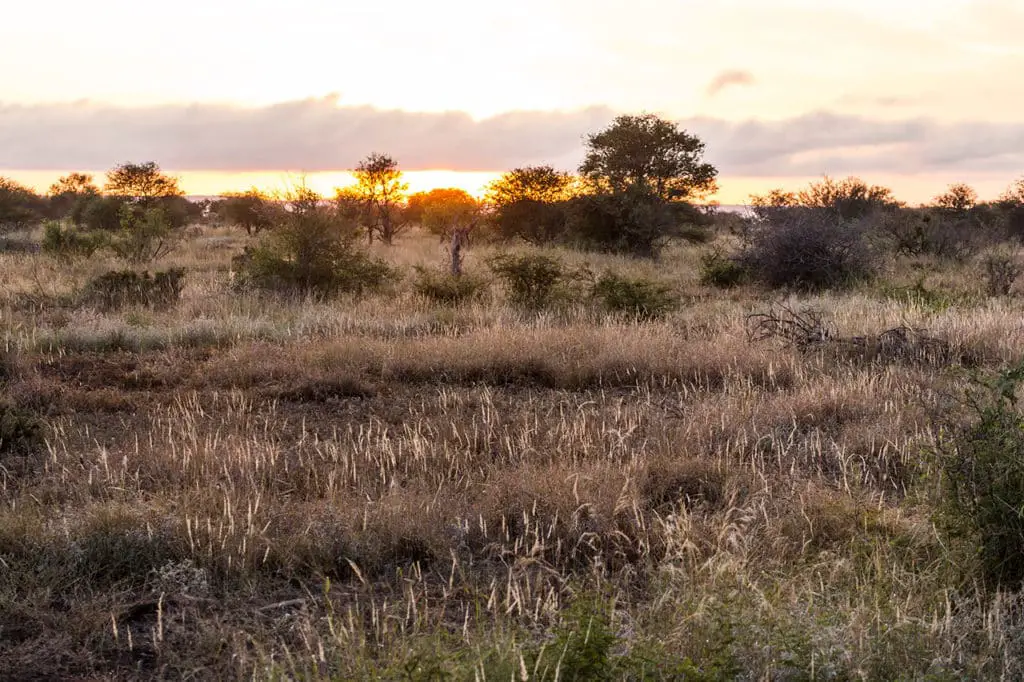 Krüger Nationalpark Safari im Morgengrauen