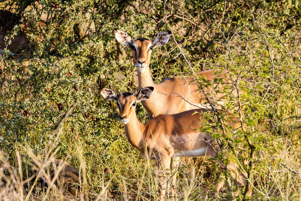 Krüger Nationalpark Safari