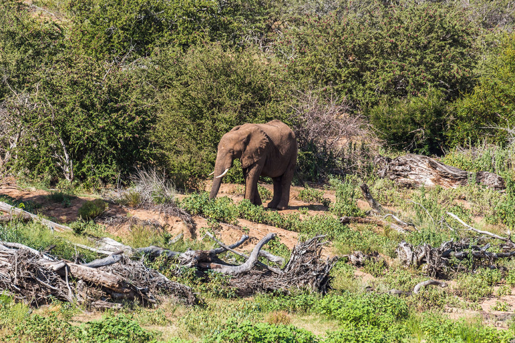 Krüger Nationalpark Safari