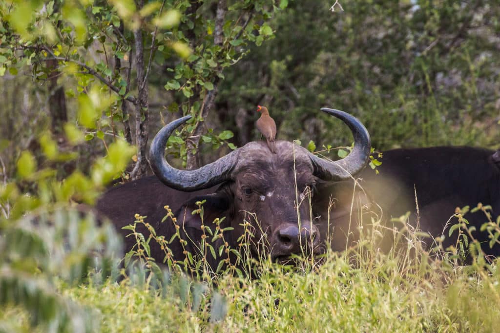 Krüger Nationalpark Safari