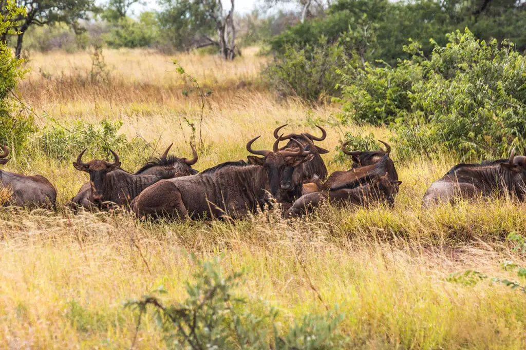Krüger Nationalpark Safari