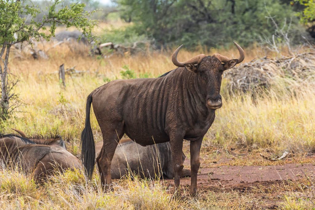 Krüger Nationalpark Safari