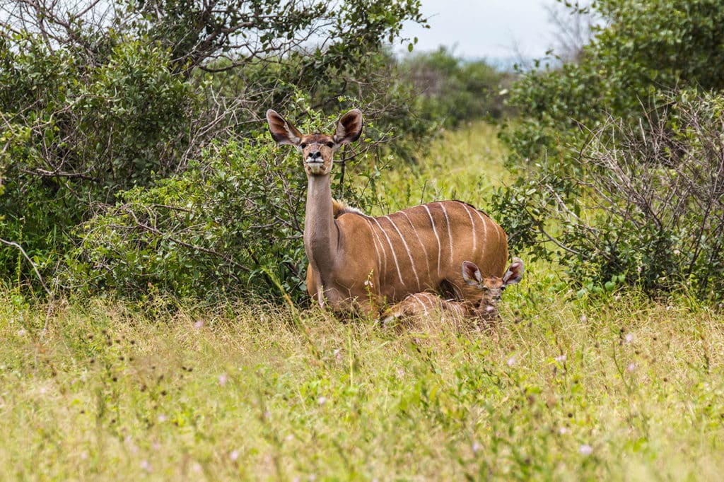 Krüger Nationalpark Safari