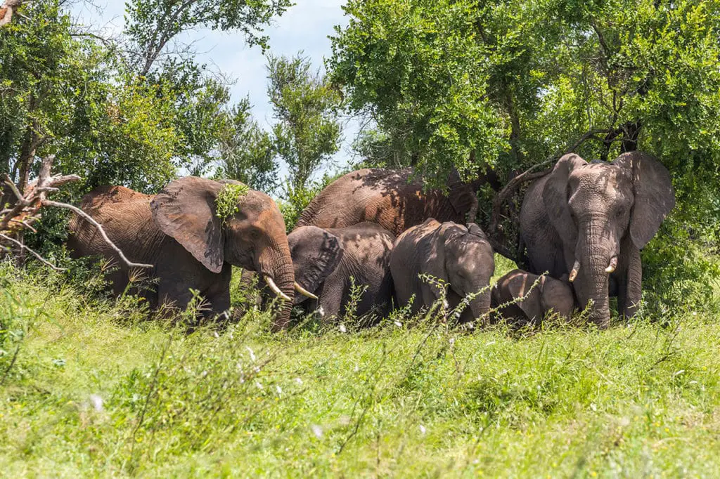 Elefanten im Busch des Krüger Nationalpark auf Safari