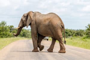 Elefant auf Straße im Krüger Nationalpark Safari
