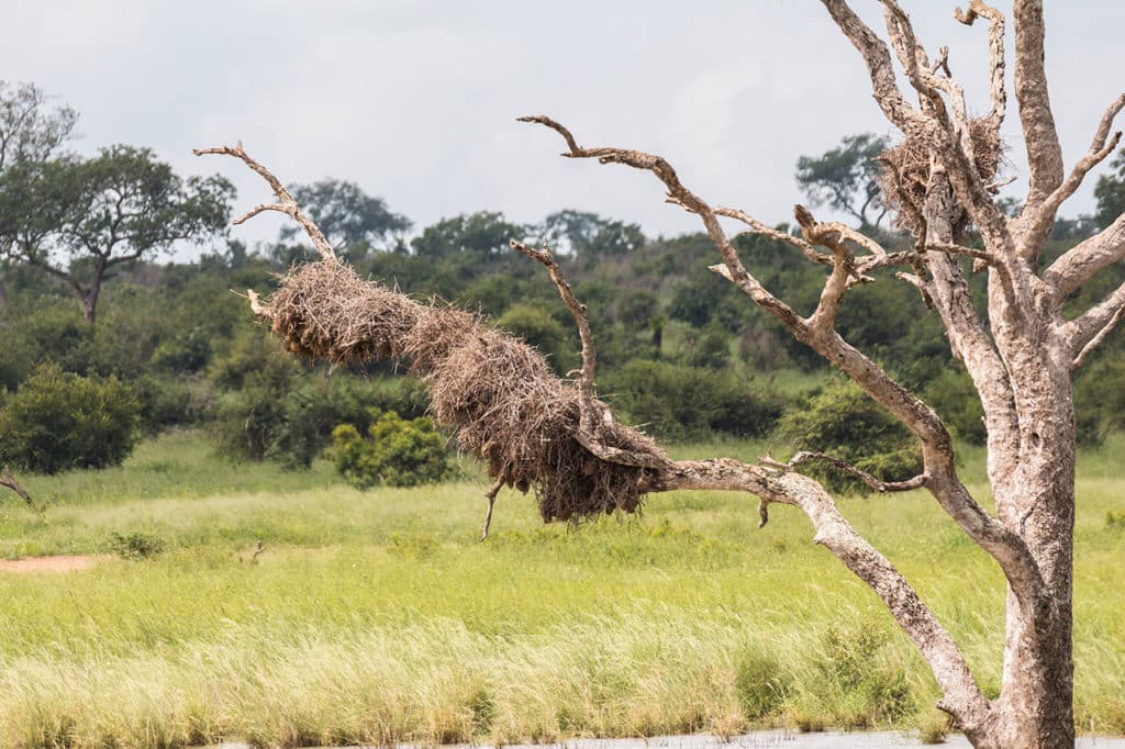 Krüger Nationalpark Safari