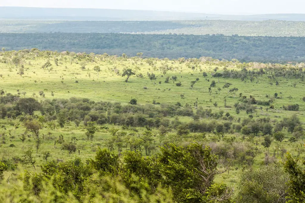 Krüger Nationalpark Safari - Aussicht auf grüne Landschaft