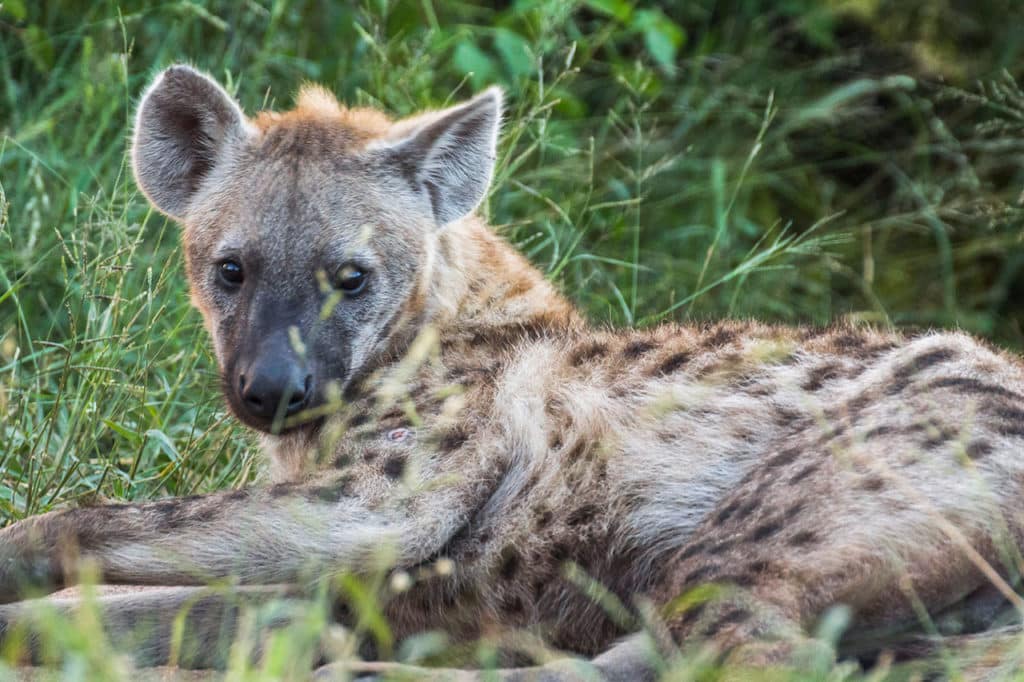 Krüger Nationalpark Safari