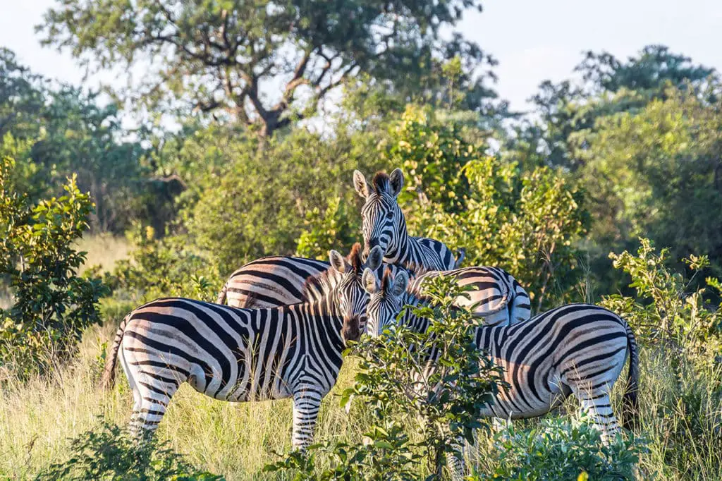 Zebras im Krüger Nationalpark auf Mietwagen Safari