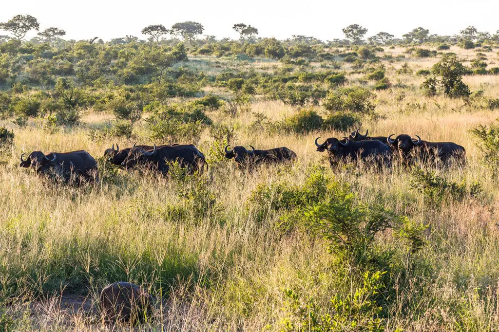 Büffel Herde im Krüger Nationalpark auf Safari