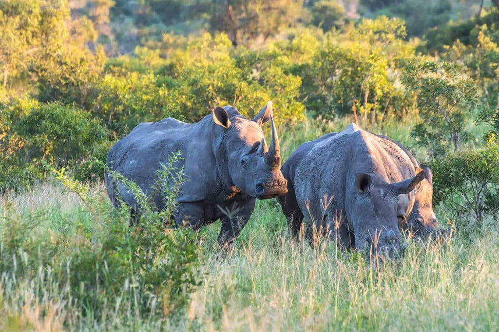 Nashörner im Krüger Nationalpark auf Safari