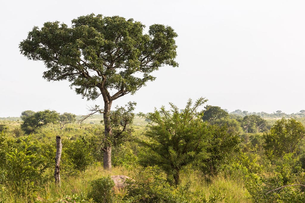 Krüger Nationalpark Safari