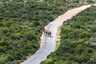 Addo Elephant Park