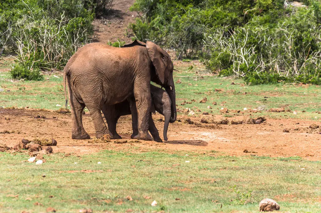 Elefanten im Addo Elephant Park - Reiseroute Südafrika