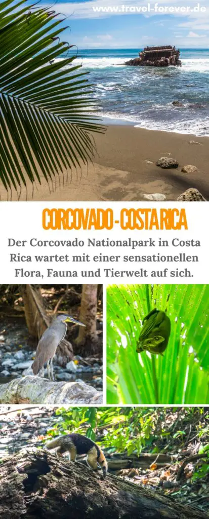 Im Corcovado Nationalpark im Südosten Costa Ricas findet man fast alles an tropischer Vegetation und Tierarten versammelt, was Costa Rica zu bieten hat. Mit geführten Wanderungen kann man diesen unverzichtbaren Teil eines Costa Rica Roadtrips entdecken, immer im Dschungel und am Meer entlang. Wer viele Tiere sehen möchte, sollte den Park auf seinem Plan haben.
