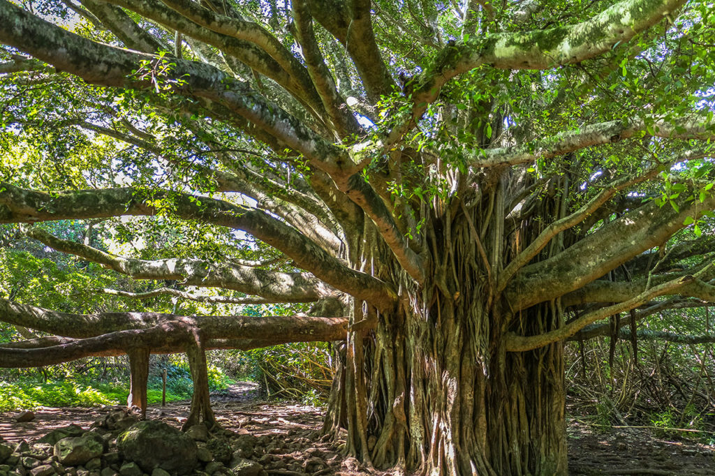 Road to Hana, Maui