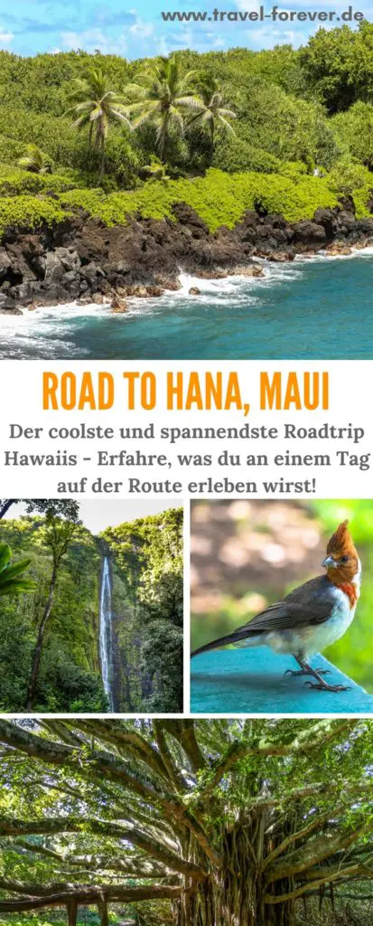 Road to Hana - So nennt sich die beeindruckende Route an der Ostküste von Maui. Was du dort erleben kannst und was du dir nicht entgehen lassen solltest! | Hawaii | Maui, Hawaii | USA | Urlaub | Strand | Hotel Hawaii | Mietwagen Hawaii | Hana Highway | Roadtrip Hawaii |