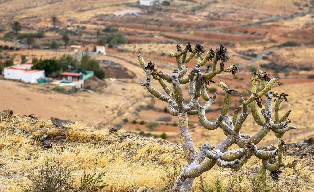 Fuerteventura Landschaft - Aussicht auf Prärie im Hochland