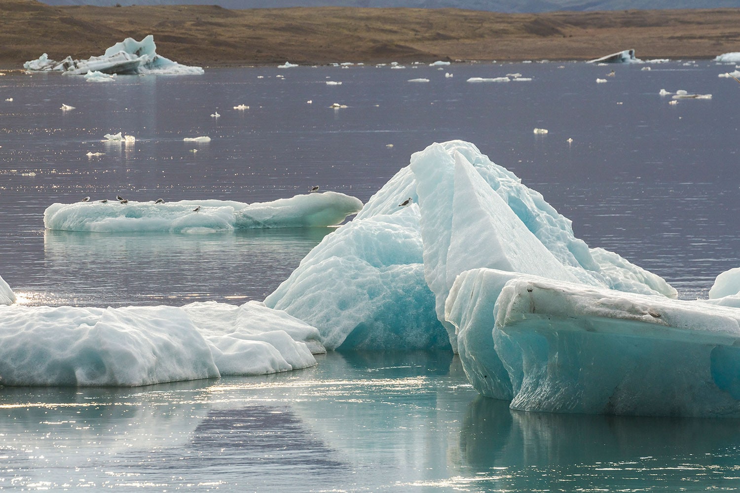 Gletscherlagune Jökulsárlón - Eisberge in Island