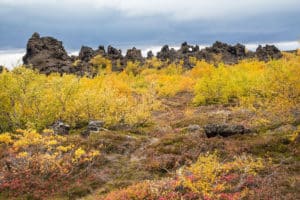 Myvatn Island - geothermales Gebiet, Mückensee