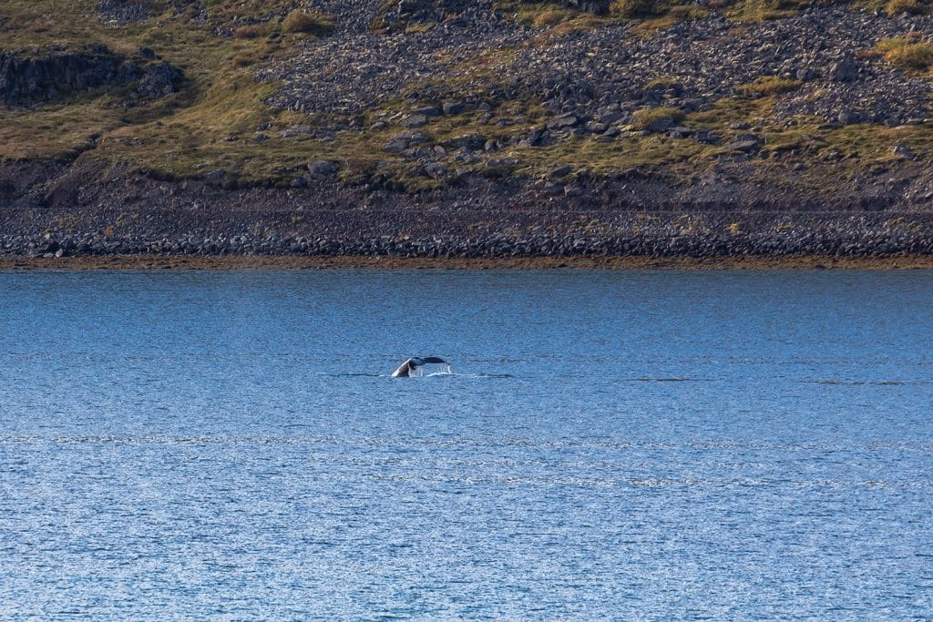 Wale Island Westfjorde