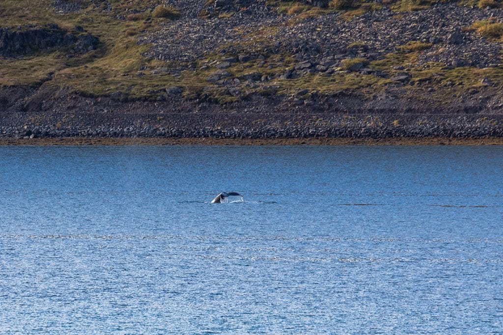 Wale Island Westfjorde Wale Island Westfjorde
