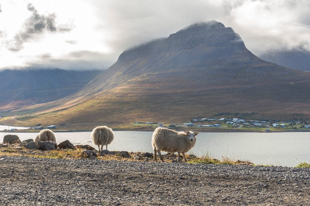 Fjord in Island, Westfjorde Fjord in Island, Westfjorde