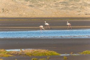 Flamingos Lüderitz