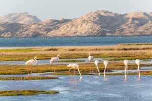 Flamingos Lüderitz