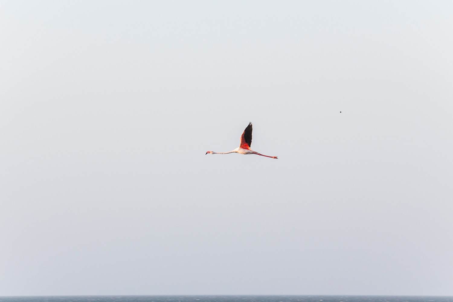 Flamingos Lüderitz