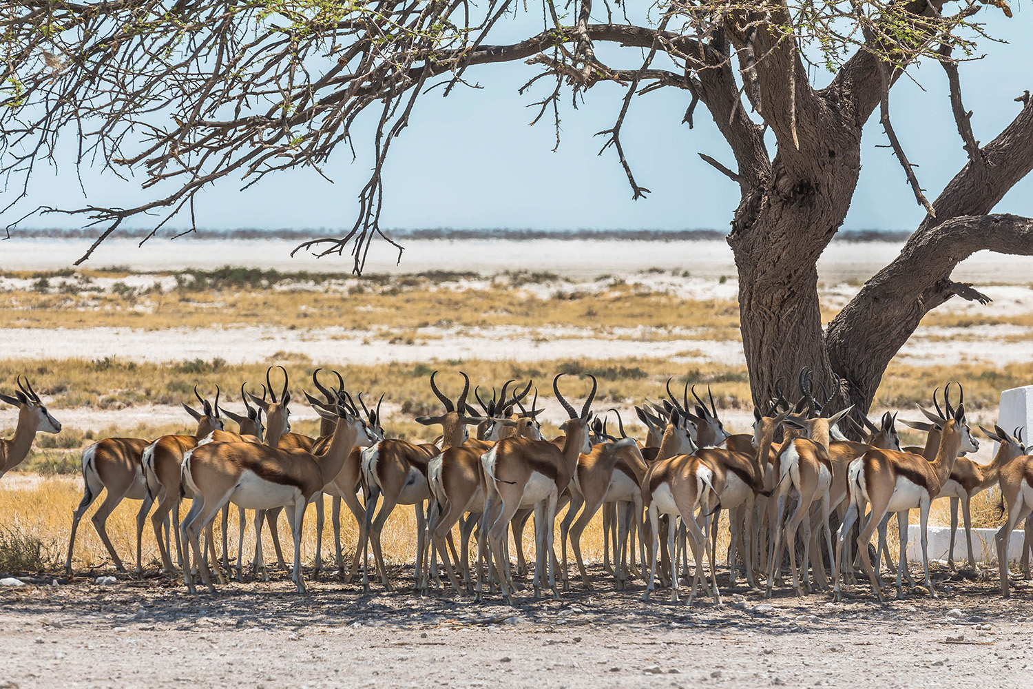 Antilopen Etosha Park Namibia