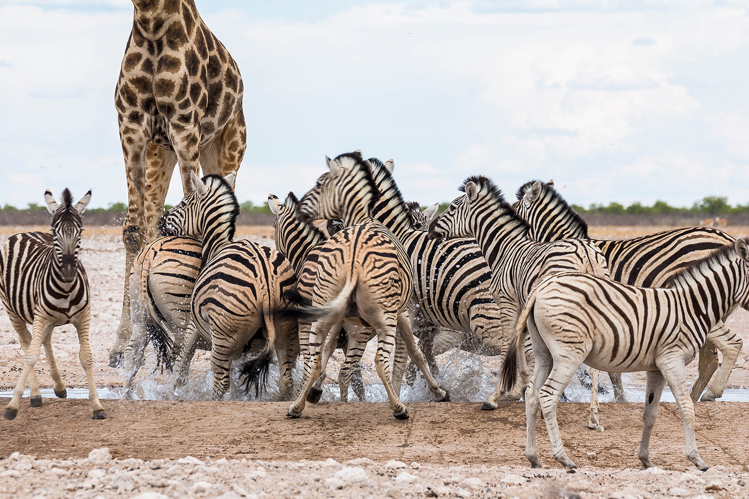 Zebras am Wasserloch