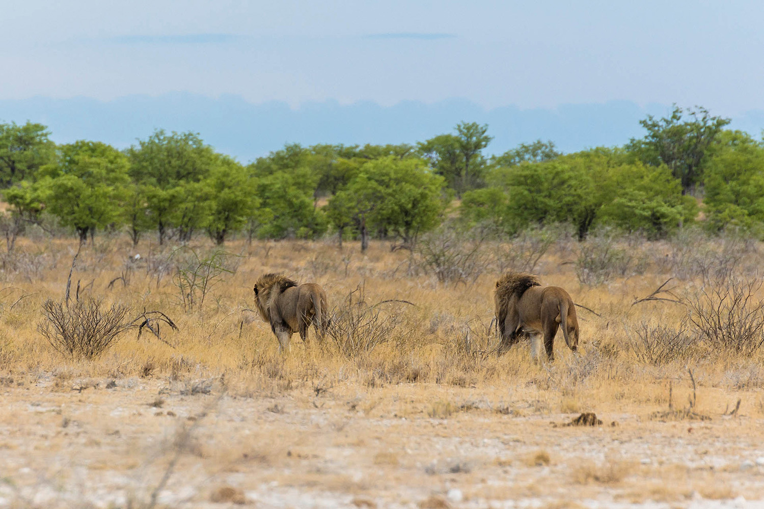 Löwen im Etosha Park Namibia