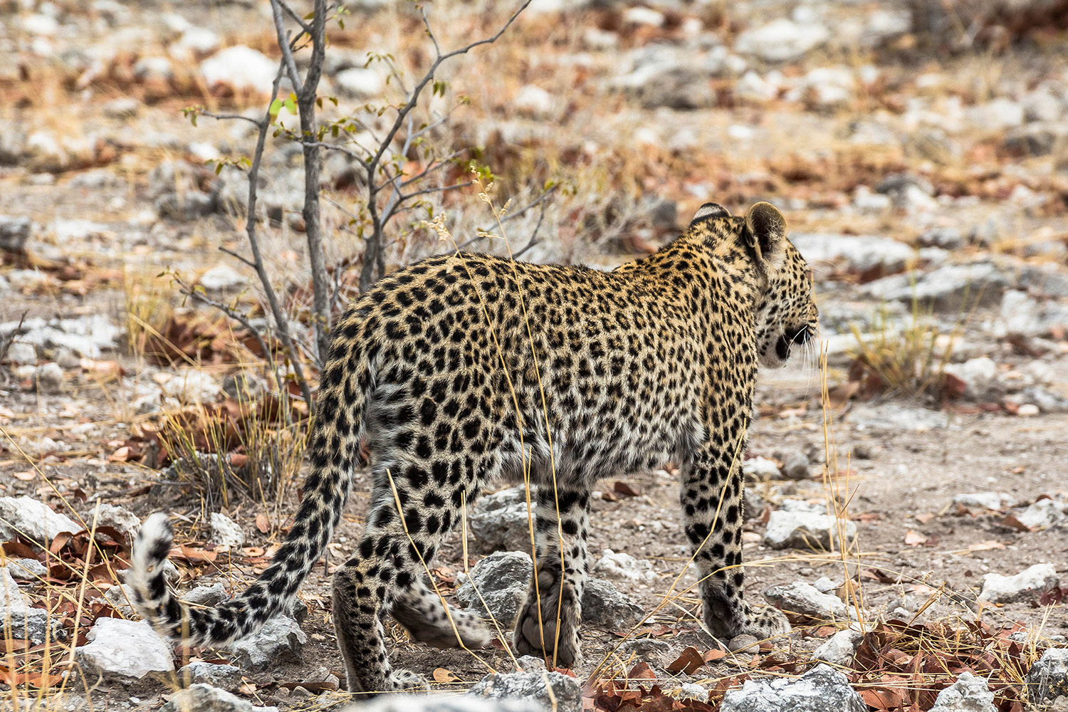 Leopard Etosha Park
