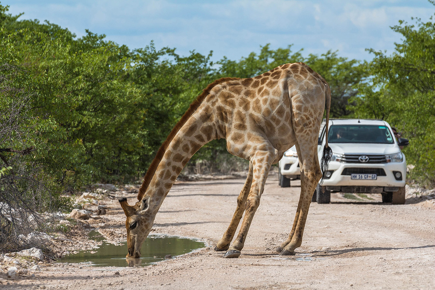 Giraffe Etosha Park
