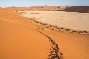 Big Daddy Dune bei Sossusvlei